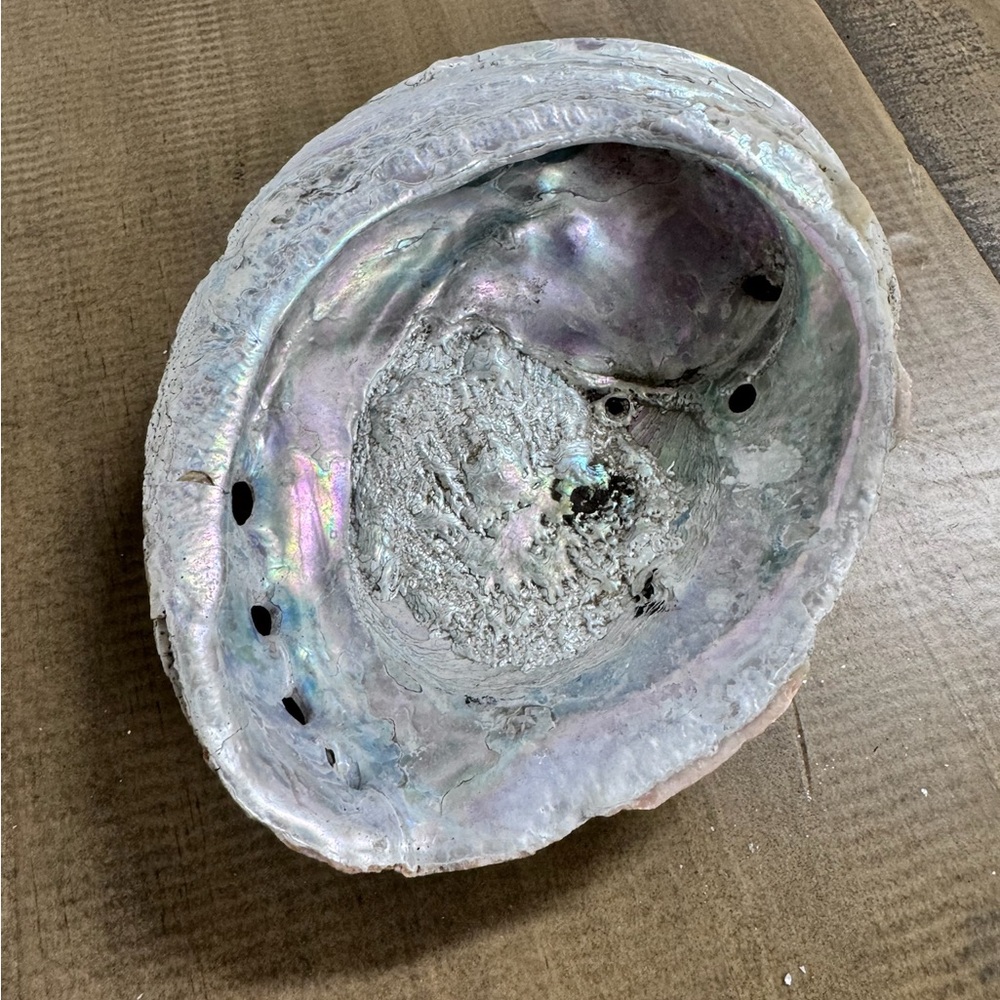 Natural Iarge Abalone Shell - Picture 2 of 4